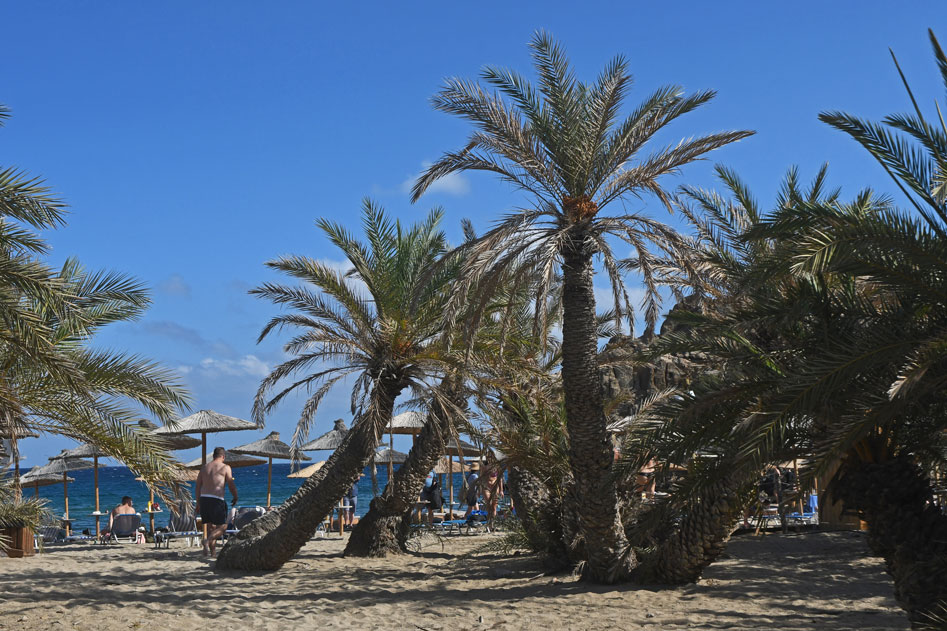 7-Vai-Palm-beach