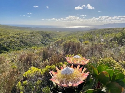 Copy 1 – Discover the Exquisite Beauty of the South Africa Luxurious Fynbos Trail: A Nature Lover’s Paradise
