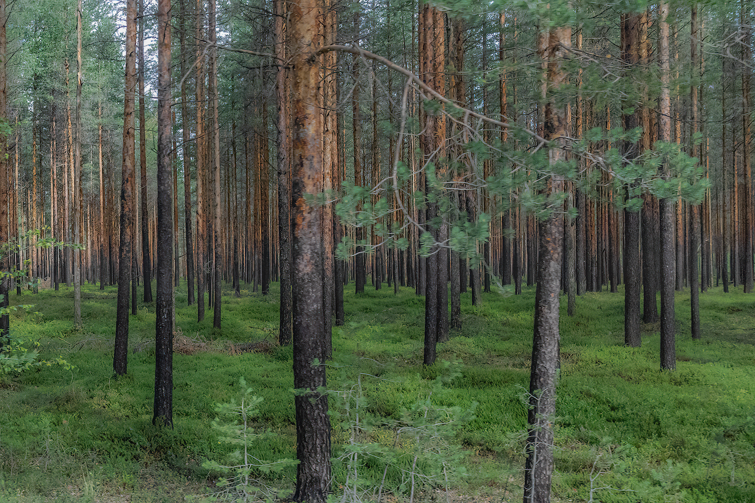 Finland tree hugging