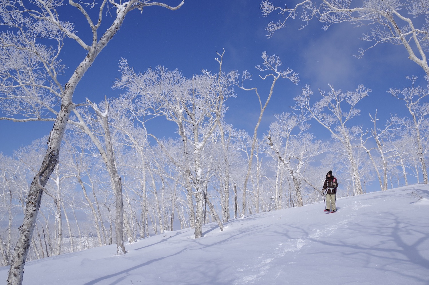 Embrace the Enchantment of Winter in Japan on 3 New Nagano and Gifu ...