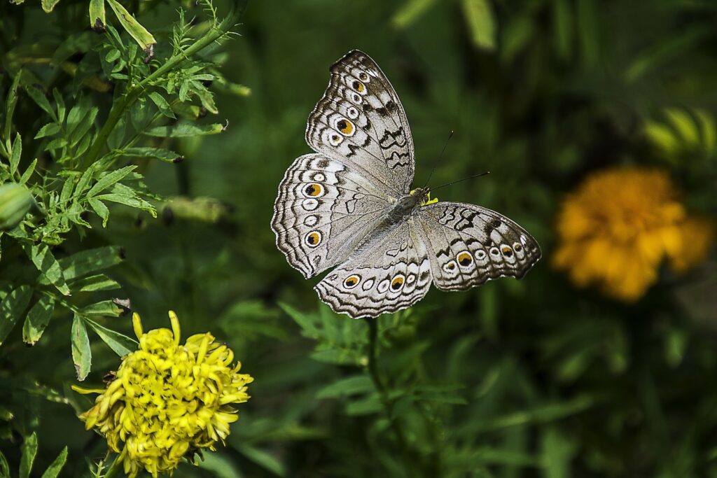 Butterfly Emergency