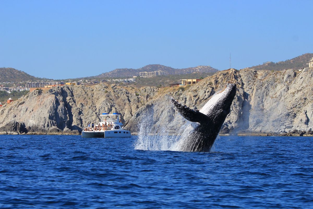 Cabo Whale Watching